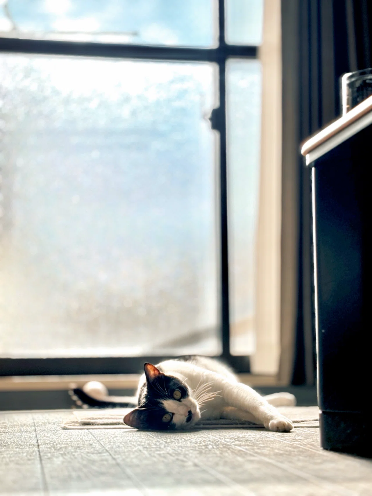 猫さんと私の日常Day27. 写真の中に季節を見出せなくても｜いろ