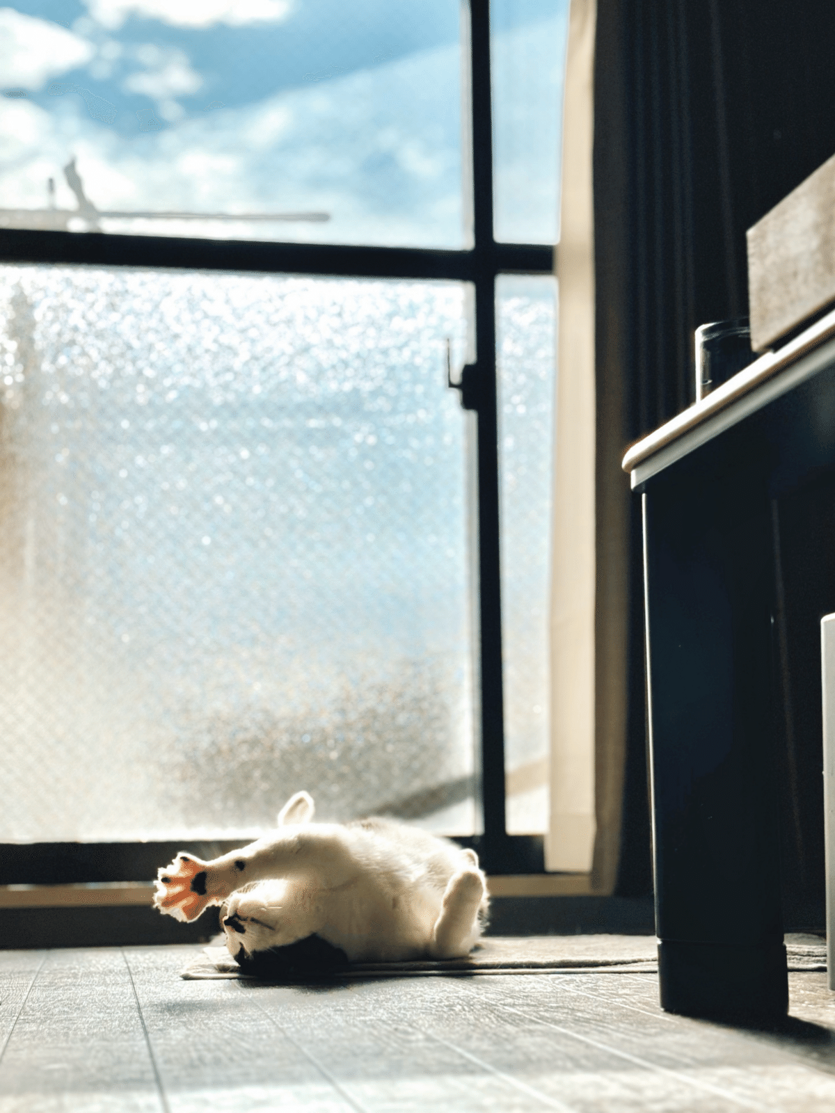 猫さんと私の日常Day27. 写真の中に季節を見出せなくても｜いろ