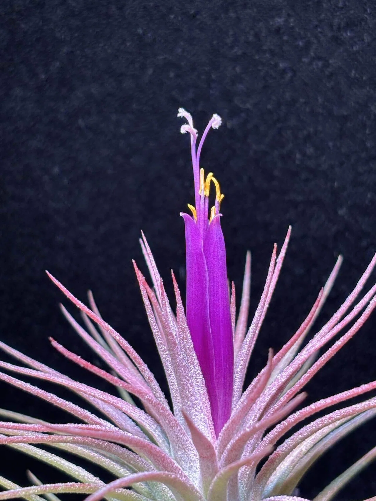 Domingo's Charm'(funckiana x ionantha var.van-hyningii) from Jerry