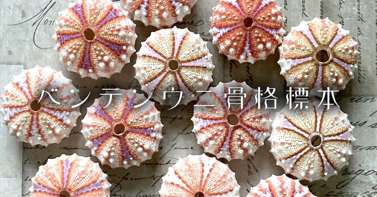 その他 Microcyphus zigzag ウニ殻標本