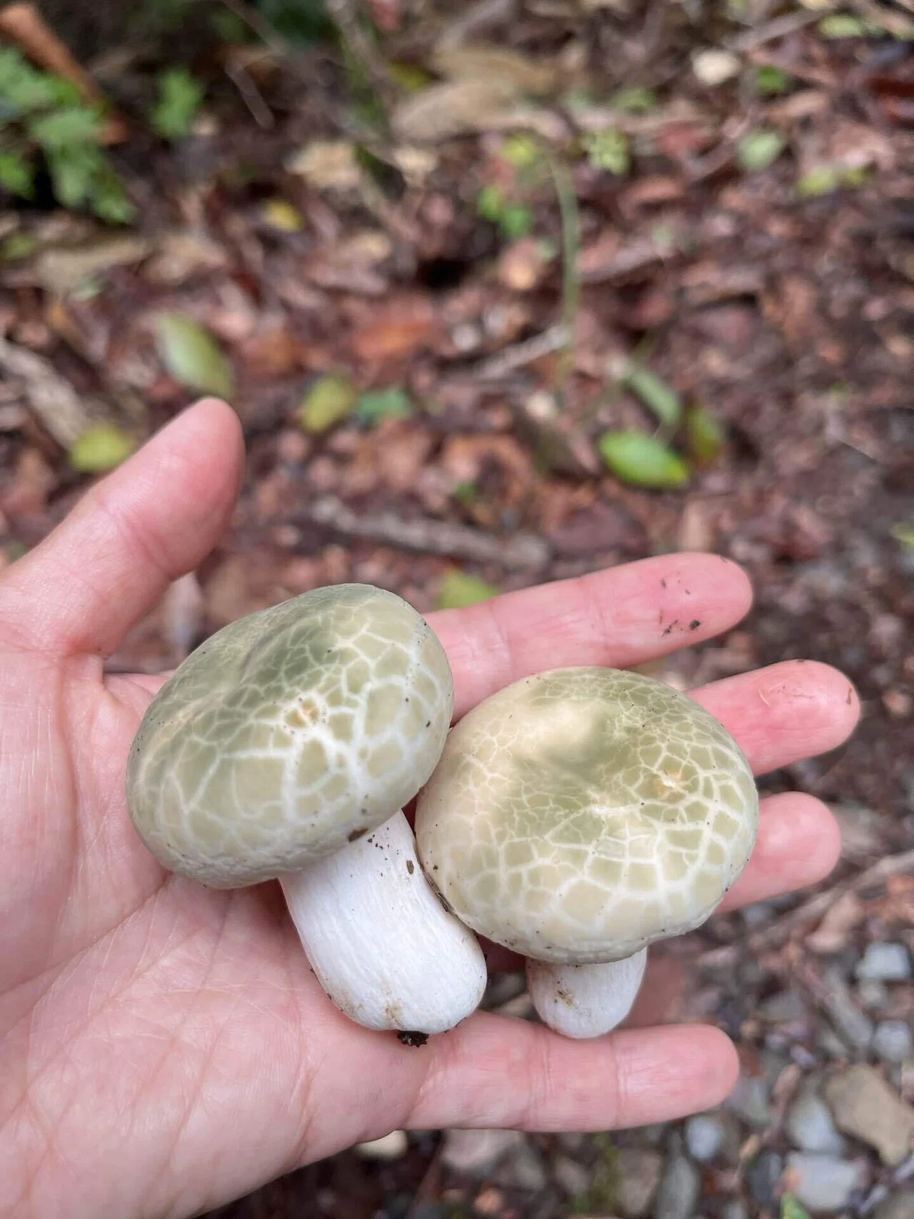 🍄‍🟫きのこワンダーランド🍄‍🟫｜無印良品津南キャンプ場