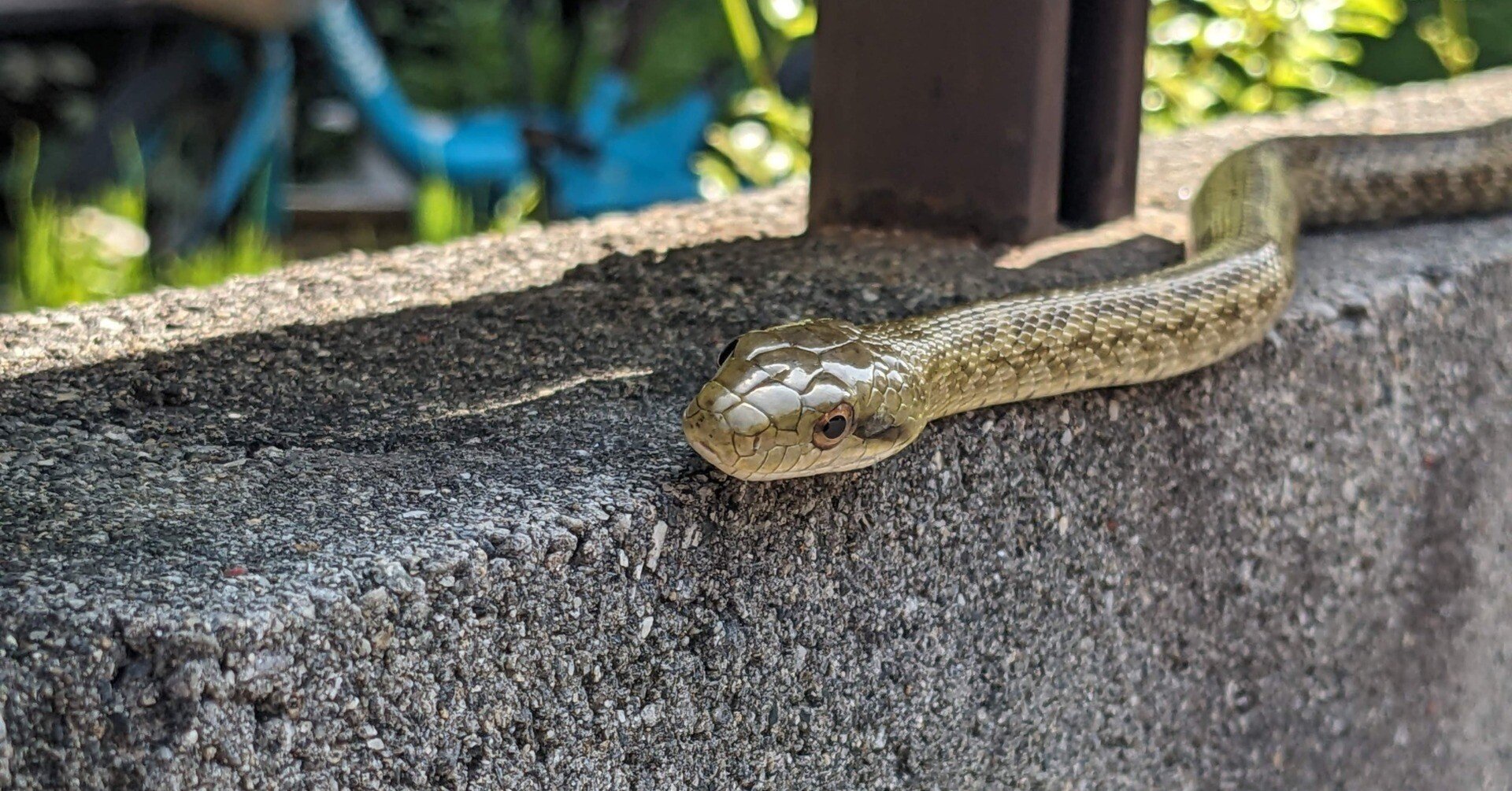 閲覧注意】ワクワクドキドキ？ヘビたちの餌やりタイム♪｜gekco