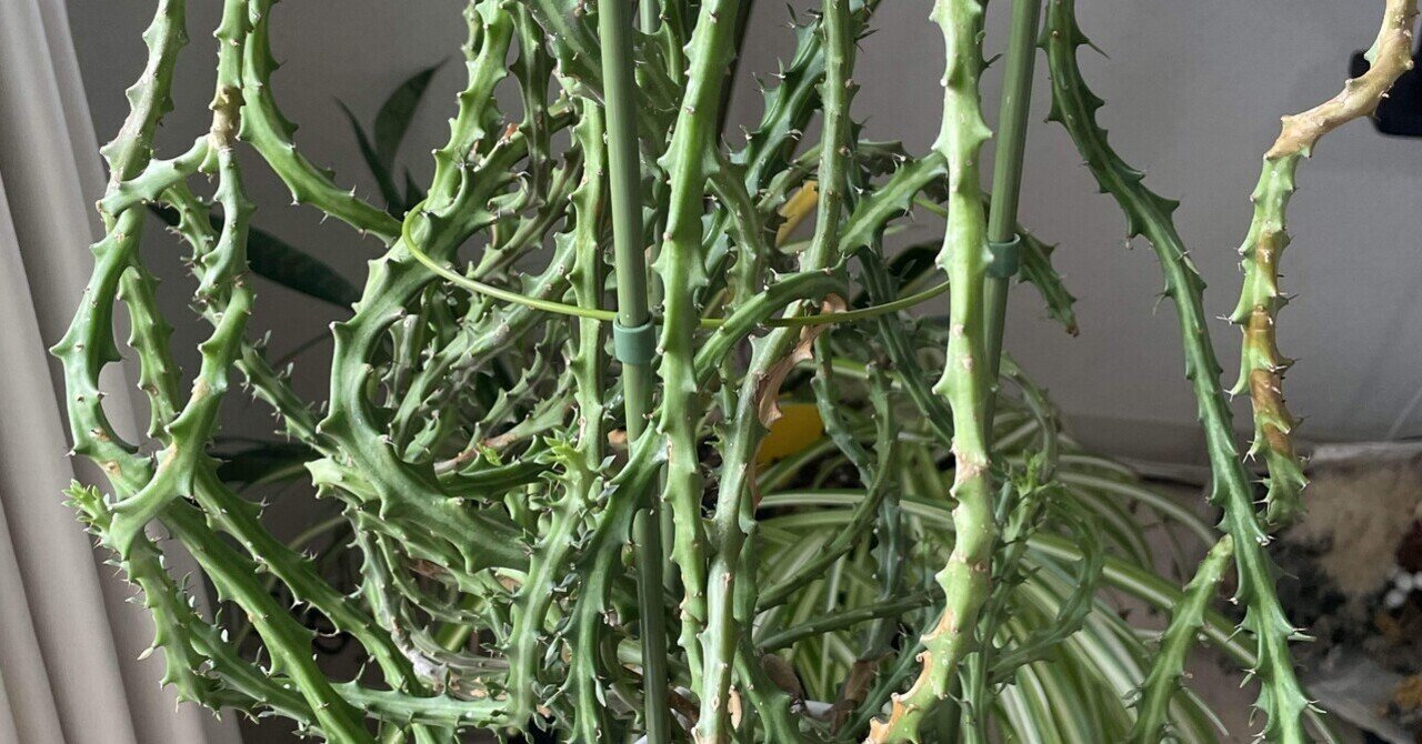 ユーフォルビア・クンチー（Euphorbia kunthii）５号　 「狗奴子キリン」