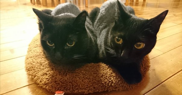 ライブ備忘録 No.250】 カネコアヤノ 日本武道館ワンマンショー