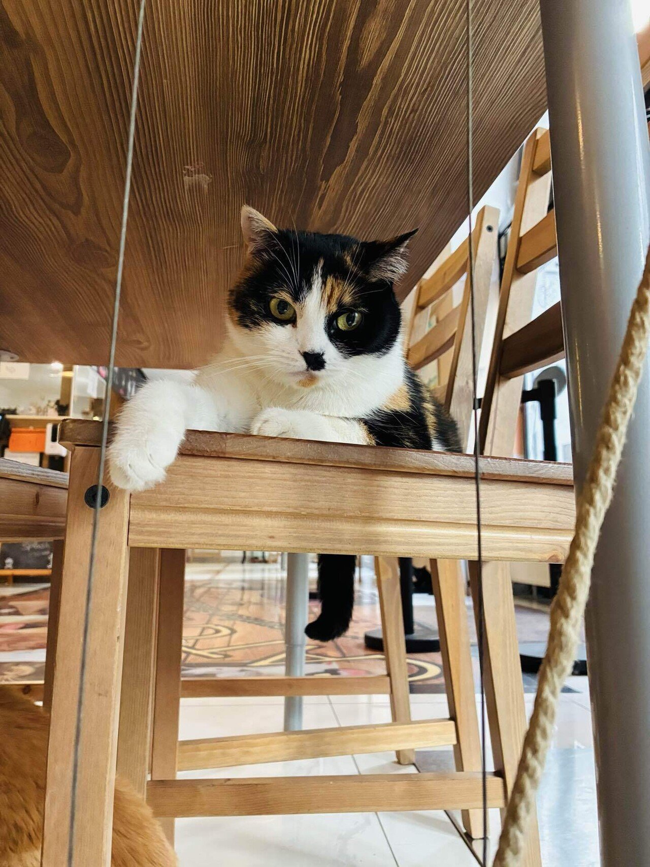 会社を辞めて旅に出て｢世界の猫カフェ」行ってみた【ヨーロッパ編