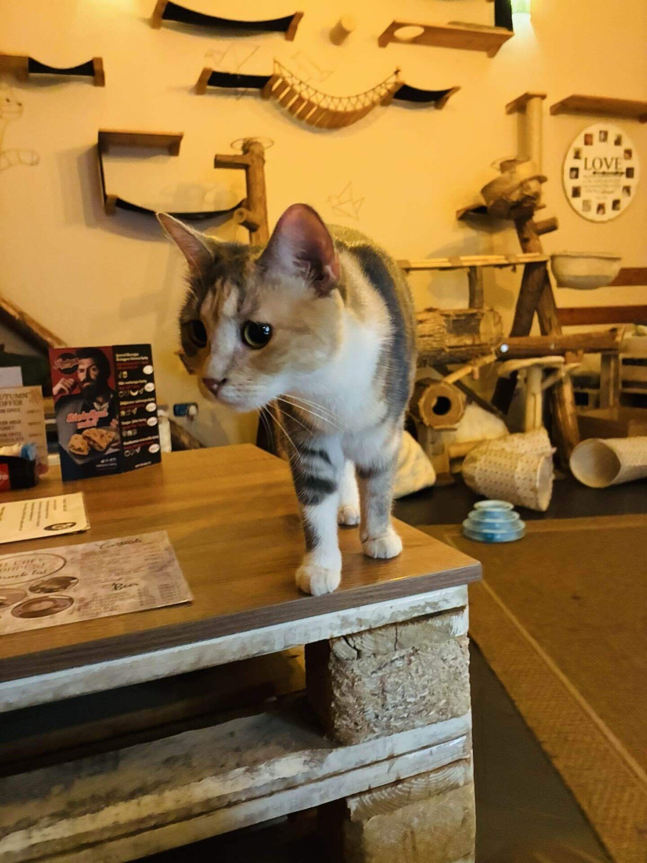 会社を辞めて旅に出て｢世界の猫カフェ」行ってみた【ヨーロッパ編