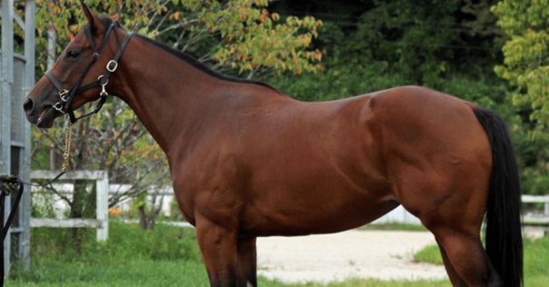 非売品　エクラドネージュ　アイドルホース 限定】エクラドネージュ アイドルホース 限定 アイドルホース