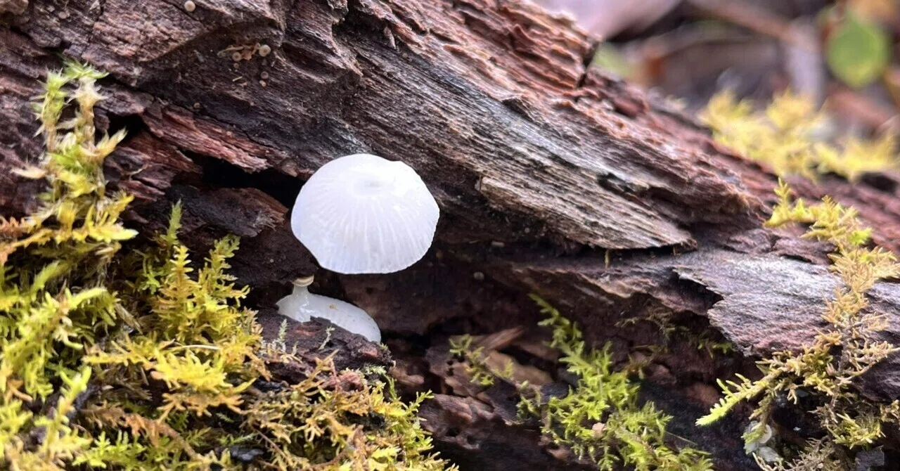🍄‍🟫きのこワンダーランド🍄‍🟫｜無印良品津南キャンプ場