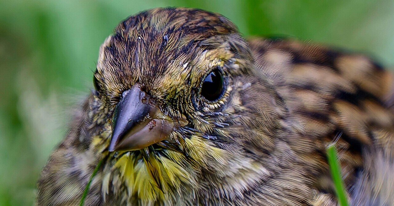 ReSIM リズム　LA-F 174cm 【最終値下げです】 ReSIM リズム LA-F 174cm 【最終値下げです】 ReSIM リズム LA-F