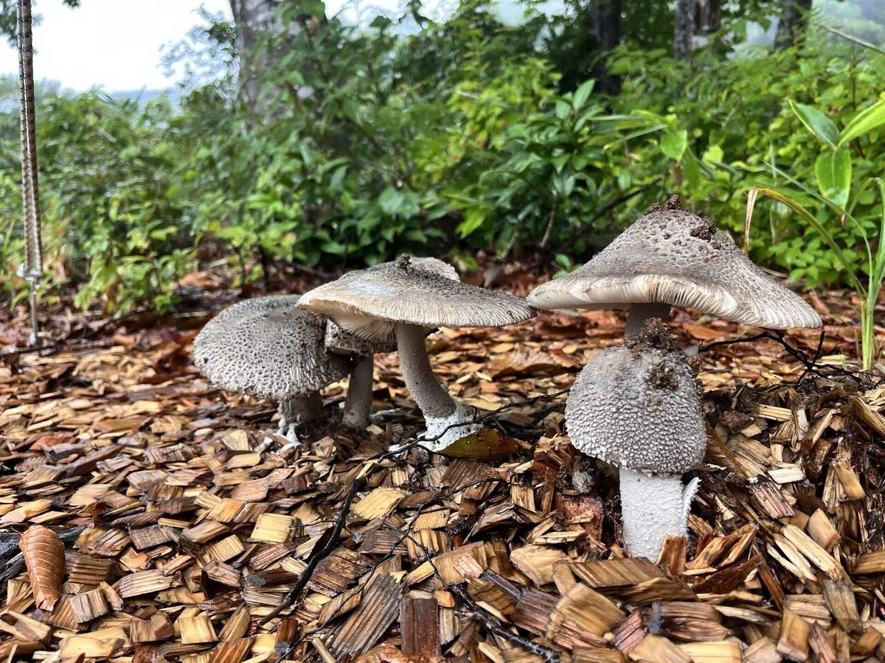 🍄‍🟫きのこワンダーランド🍄‍🟫｜無印良品津南キャンプ場