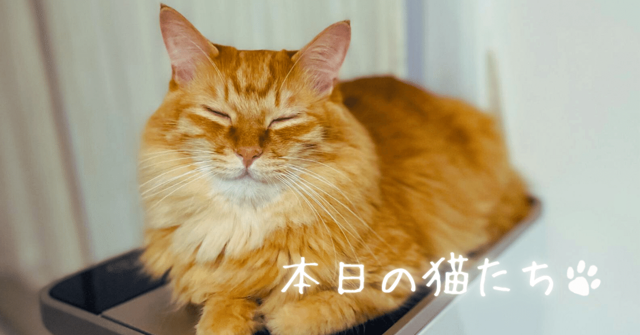 本日の猫たち #362（箱入り猫たち）｜MIU