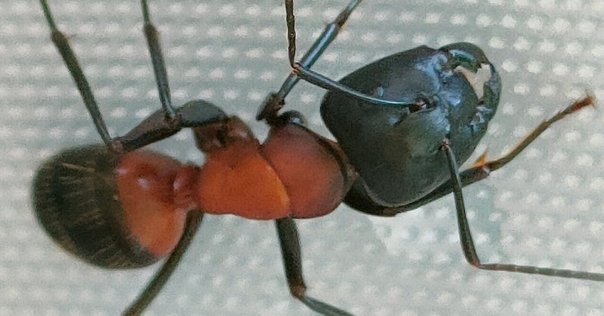 最近聞かない蟻｜福井高専 つのらぼ