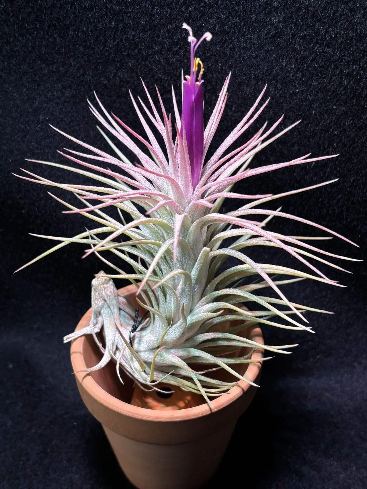 T.'Domingo’s Funckiana' ex.Jerry Domingo Domingo's Charm'(funckiana x ionantha var.van-hyningii) from Jerry