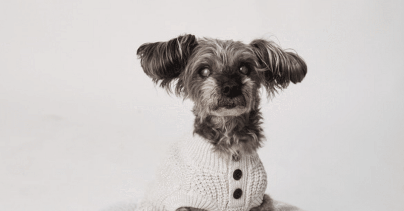 私の愛犬のお話