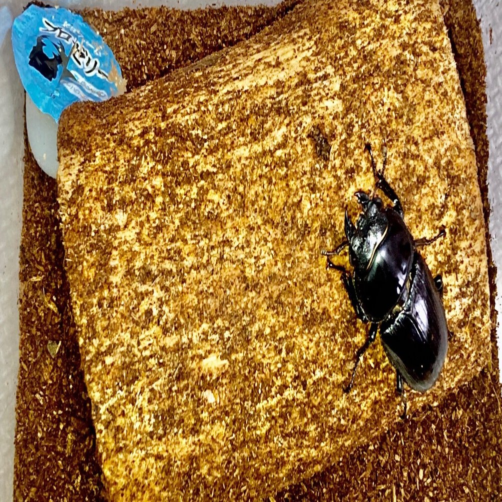 ホペイオオクワガタ飼育｜来季爆産させるためにやるべき5つのこと