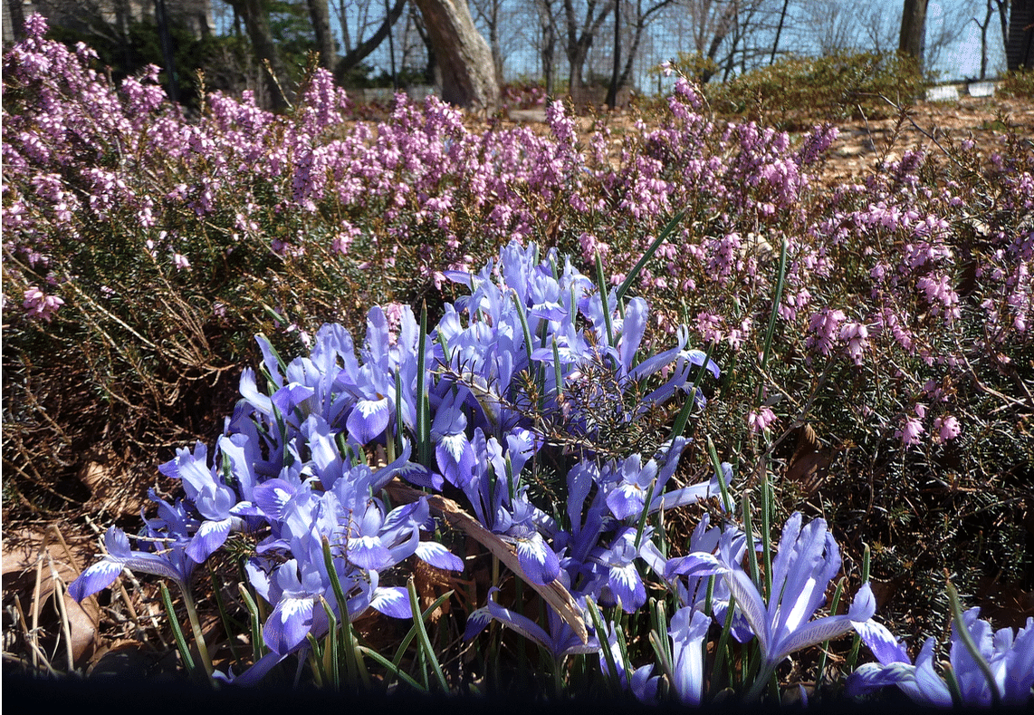 12 写真でお散歩 マンハッタン最北端のガーデン ヘザー ガーデン Heather Garden の春 一緒にエリカと春の小球根を見に行きませんか Yukibean Yuki Bee Note