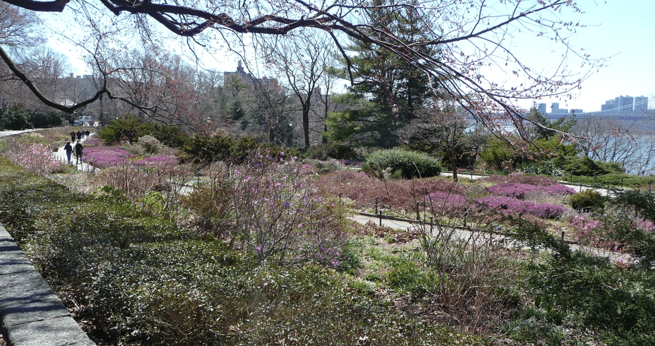 12 写真でお散歩 マンハッタン最北端のガーデン ヘザー ガーデン Heather Garden の春 一緒にエリカと春の小球根を見に行きませんか Yukibean Yuki Bee Note