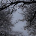 植木屋さんのリアルなお金事情 ウィズ ツリー Note