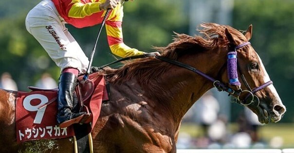 スプリンターズS 2025 気になる馬達｜コボリノコフ