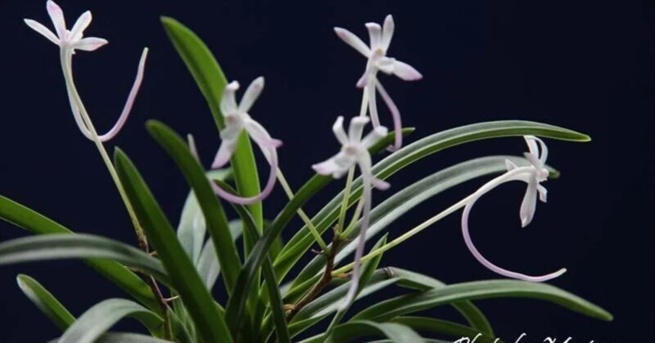 mo花 富貴蘭(山桃花)の花｜KJ Morison