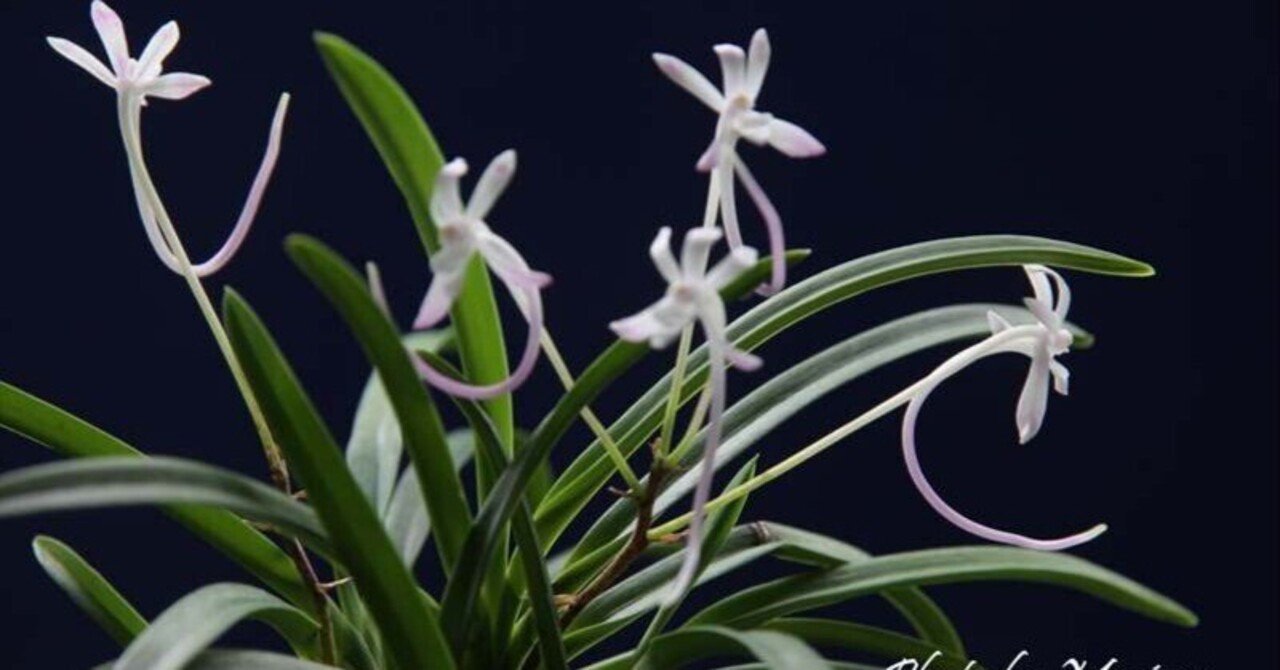 富貴蘭「恋心」素地羅紗葉に縞の超多色花品 富貴蘭(山桃花)の花｜KJ Morison