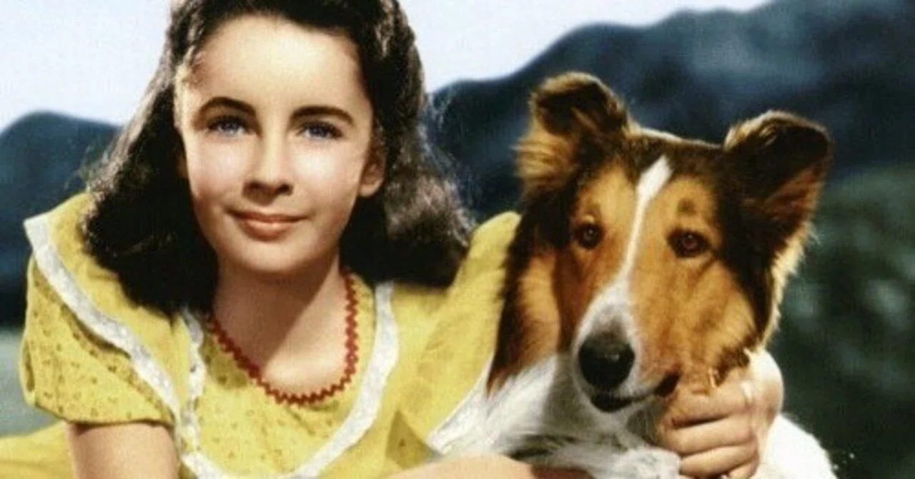 今日ときめいたドラマ477−1946年MGM制作の「名犬ラッシー」(原題