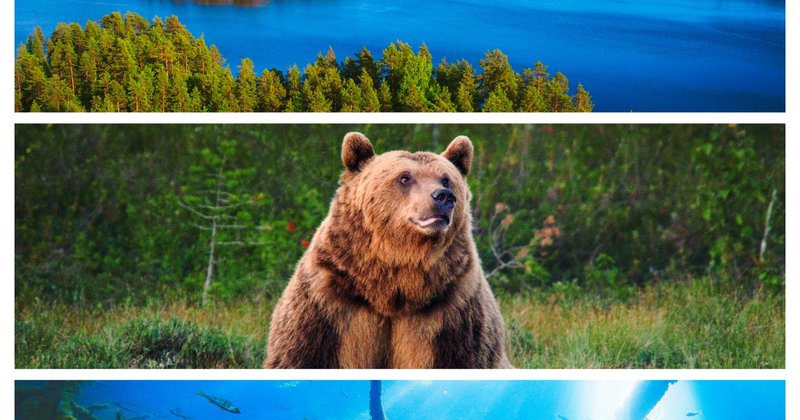 ネイチャー シンフォニー フィンランド映画 フィンランド映画祭 2019 11 11 banzong note