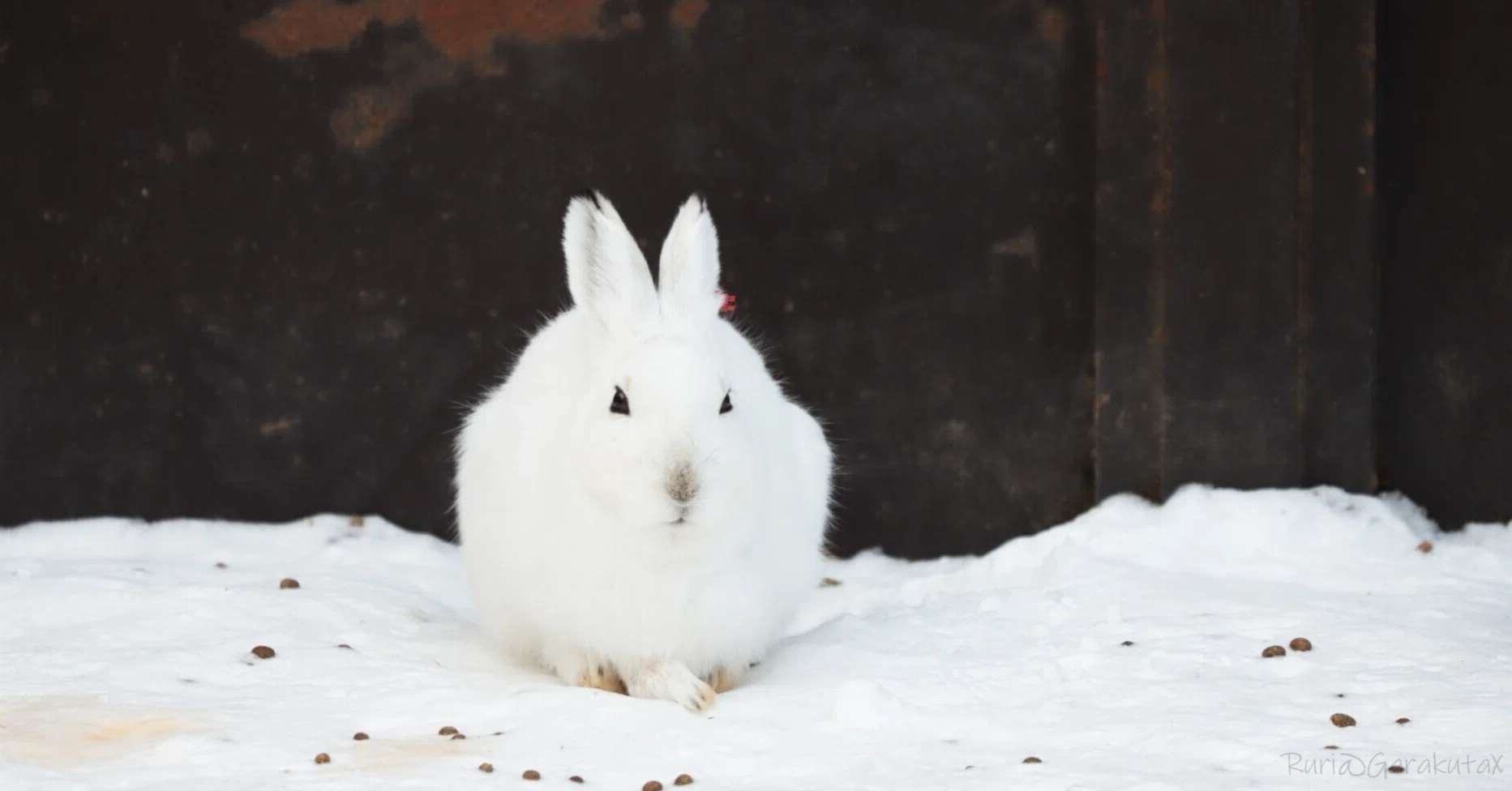 [English Quiz #88] Rabbits are the best at jumping｜Smart Work Hacks