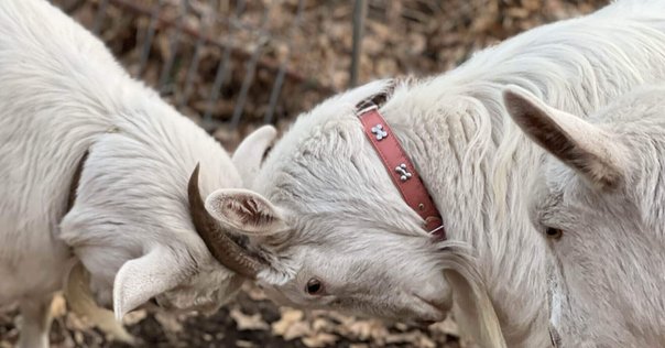 動きを深める読書ガイド-二人の野口先生編｜北川貴英 Taka