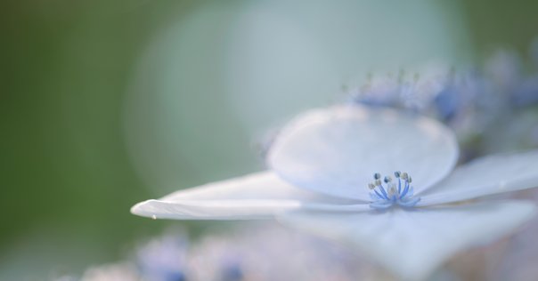 上達の法則 効率のよい努力を科学する 上達の法則 効率のよい努力を科学する (PHP新書) | 岡本 浩一