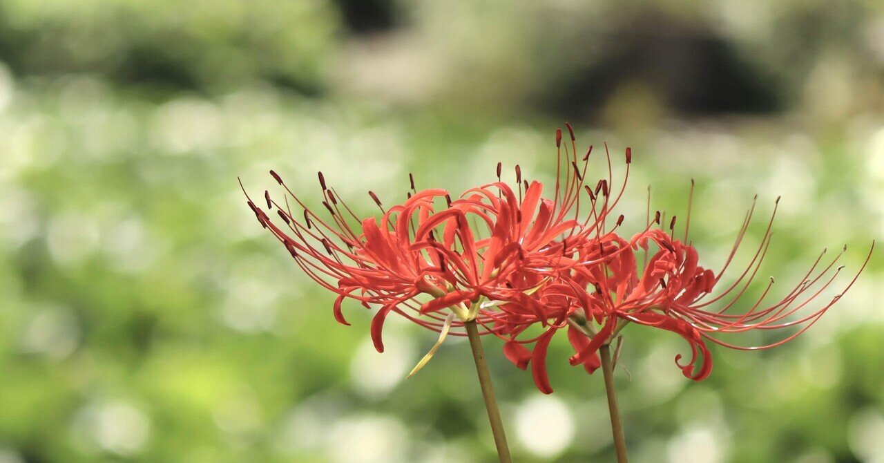 もみ様 曼珠沙華・大判草・たね 楽天市場】曼珠沙華 種の通販