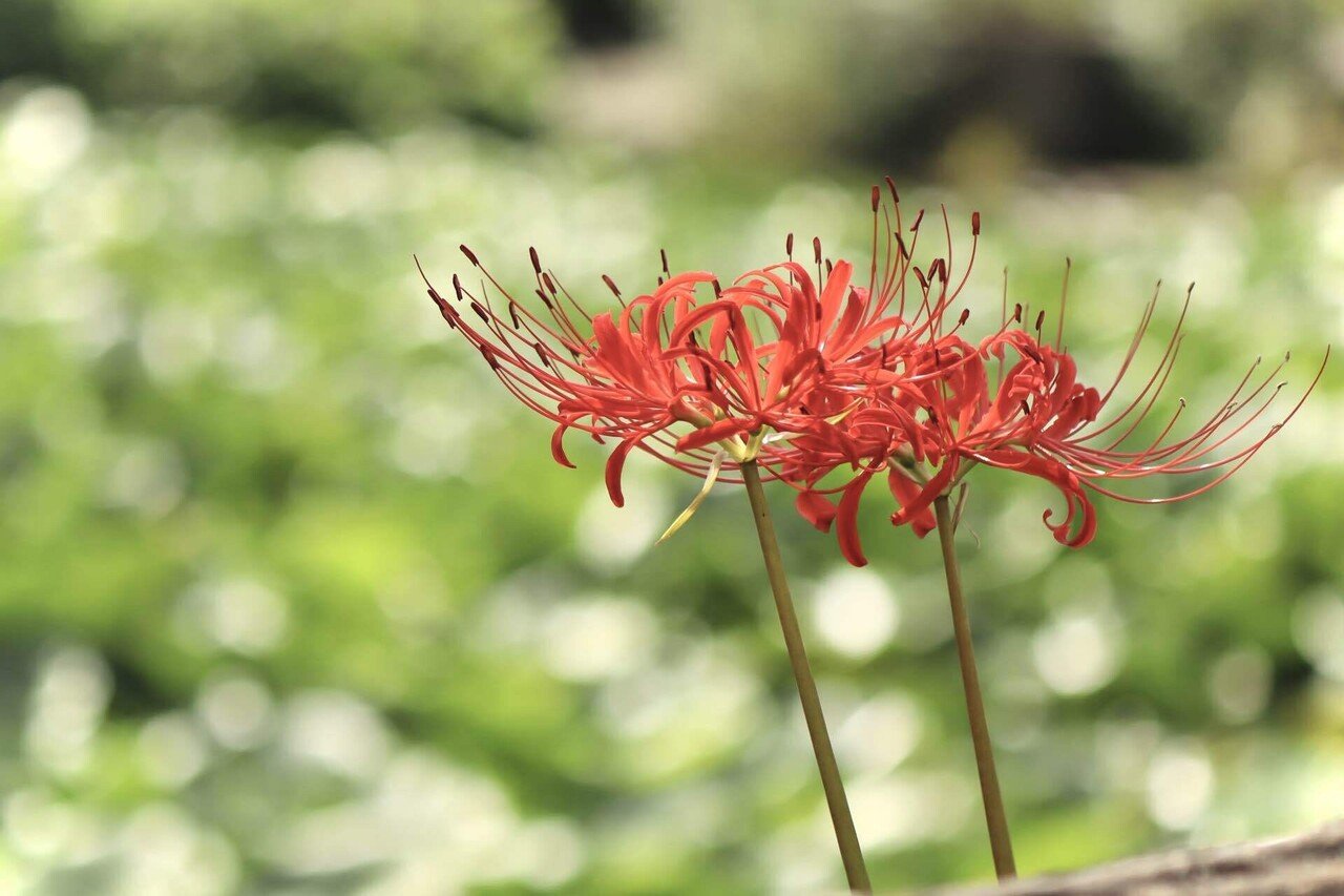 もみ様　曼珠沙華・大判草・たね 賀茂川河川敷に咲く曼珠沙華：2025年9月20日（土）｜藤井秀昭（『京都