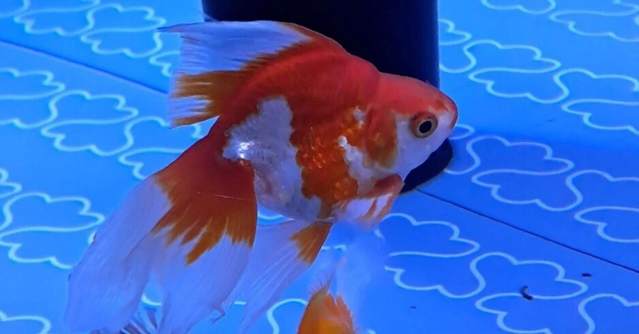 東京 散歩】すみだ水族館の金魚 - Les Poissons Rouge de l