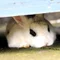 ある
