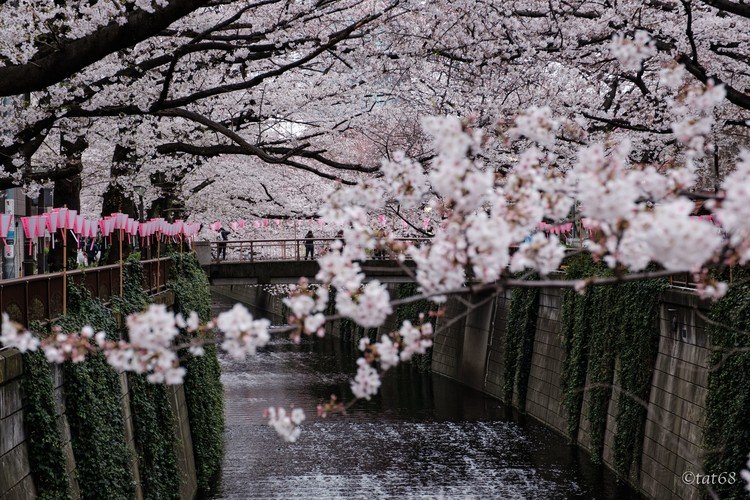こんな状況なので、昨年撮った目黒川と新宿御苑の桜を振り返ります。