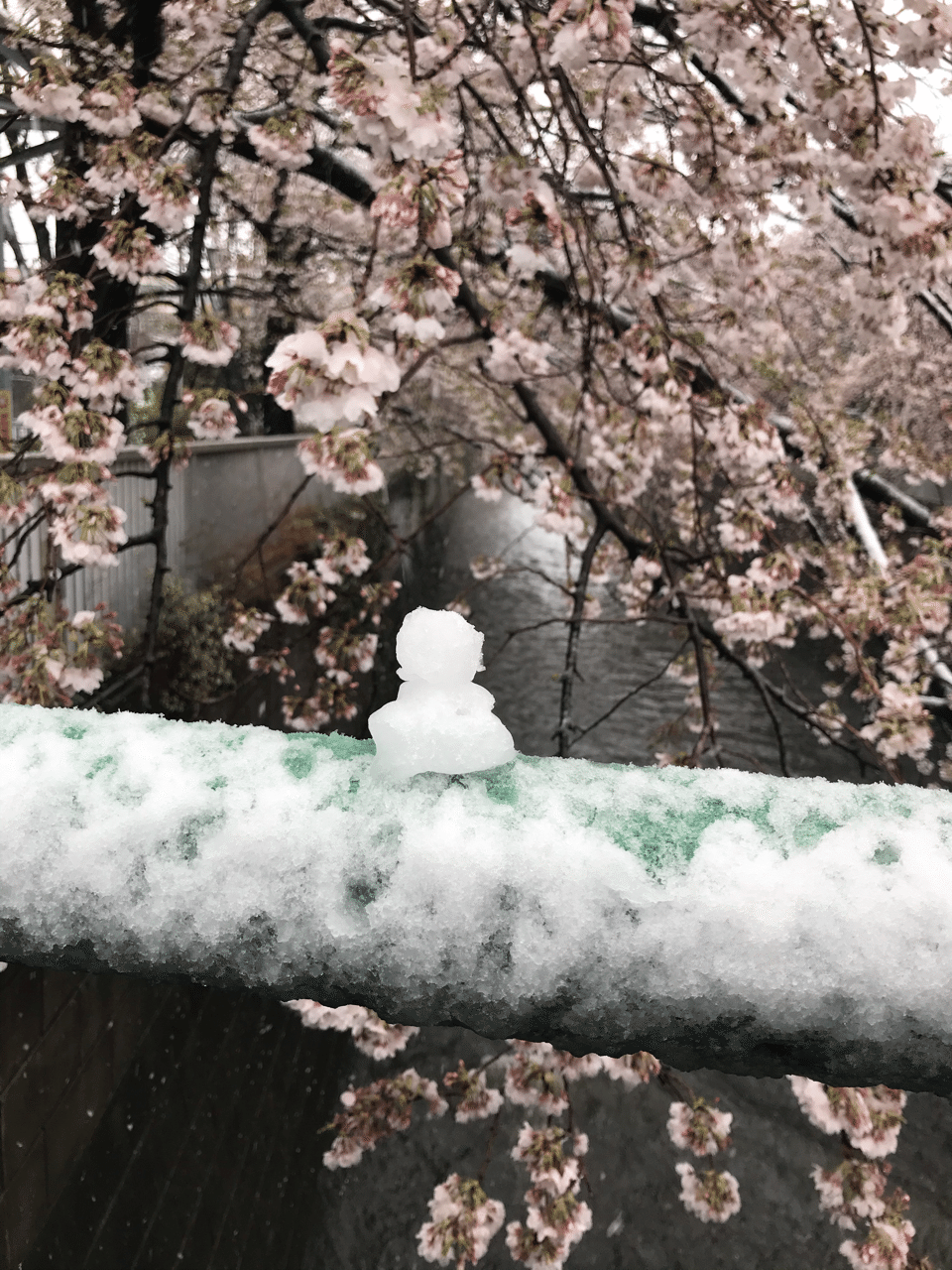 雪見桜 だいだい Note 雪見桜 だいだい Note