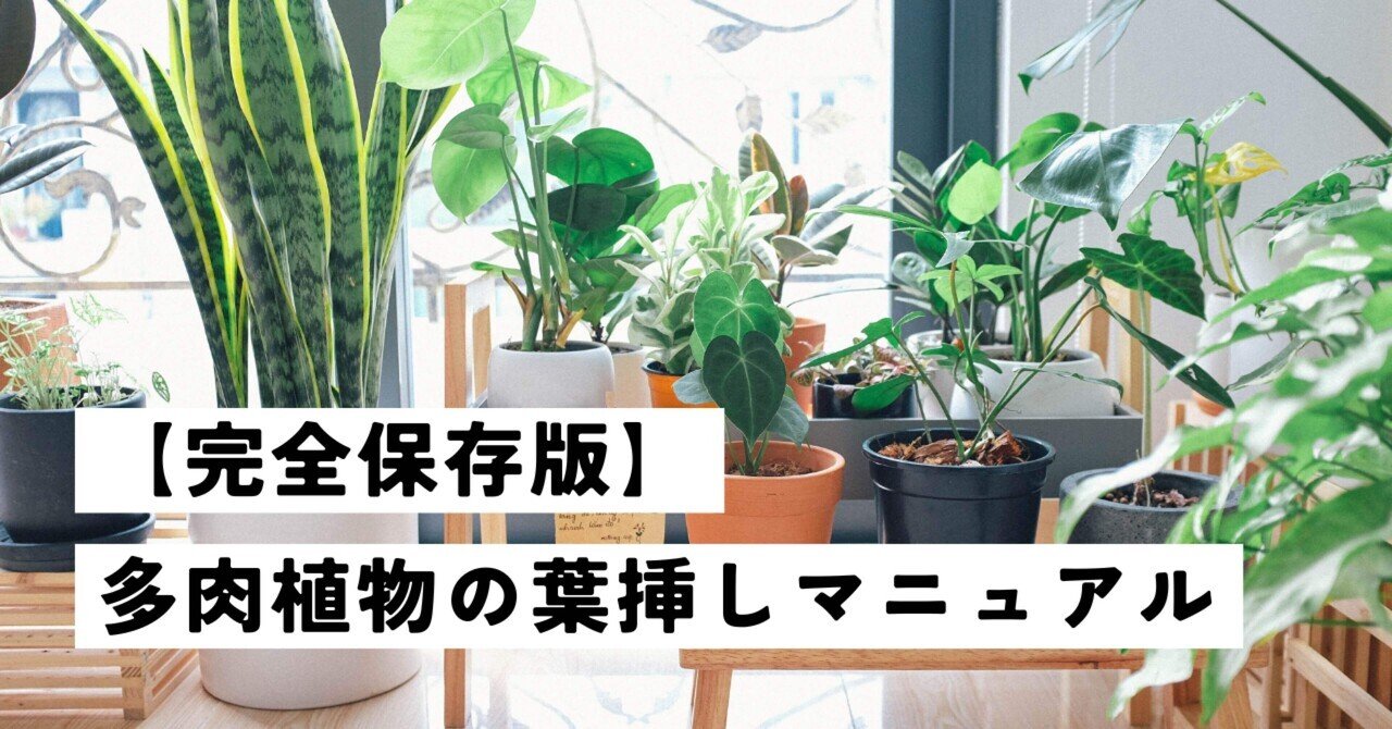 完全保存版】多肉植物の葉挿し成功マニュアル｜福岡 切り花農家