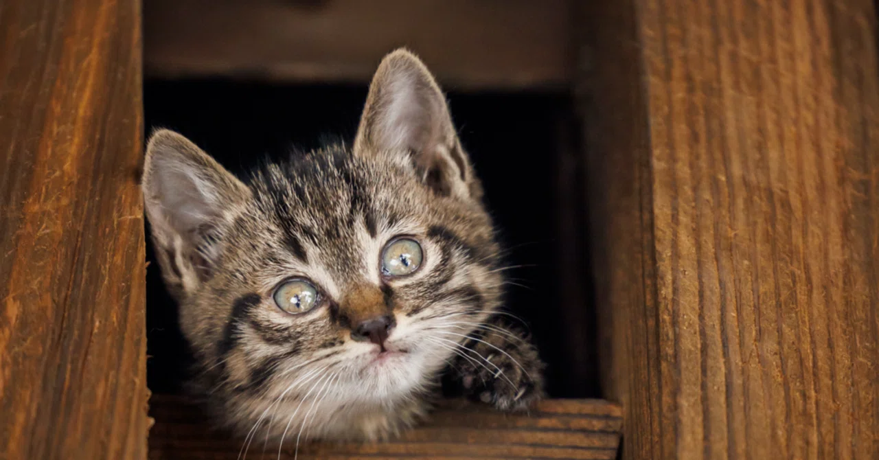 木枠に収まった親子猫】｜猫写真家 猫田晃広（Akihiro Nekota）