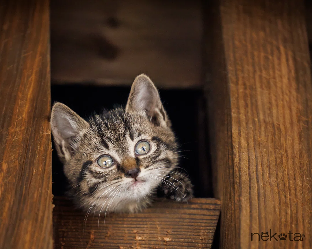 Parent and Kitten in a Wooden Frame｜猫写真家 猫田晃広（Akihiro