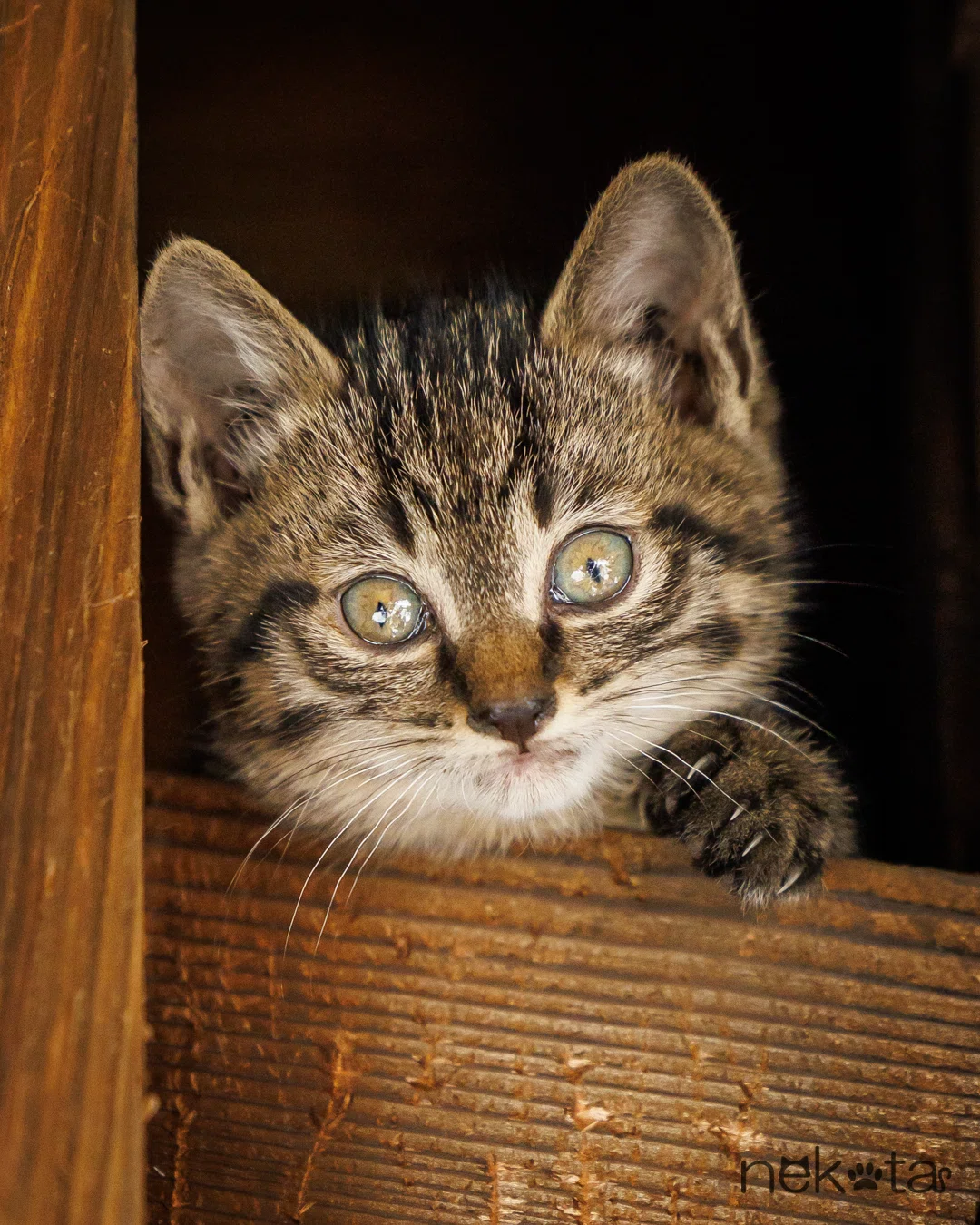 木枠に収まった親子猫】｜猫写真家 猫田晃広（Akihiro Nekota）