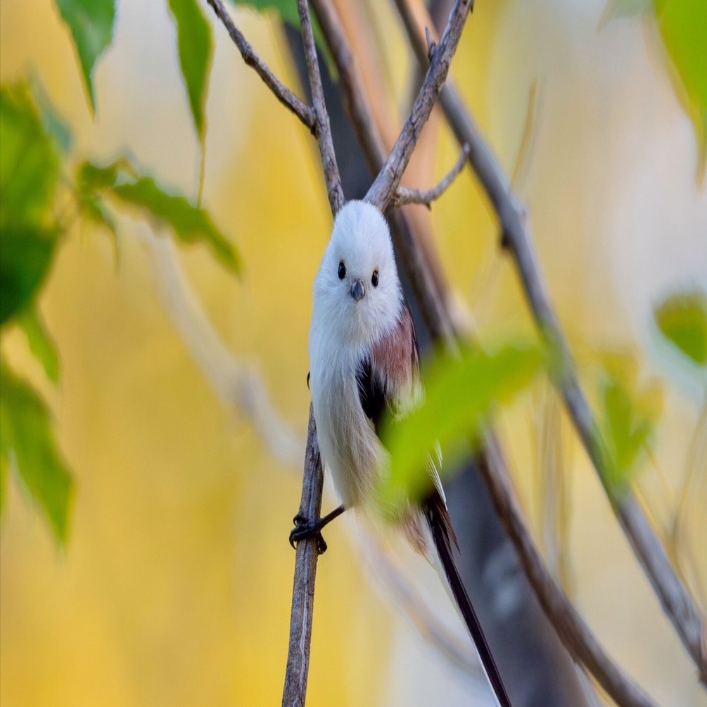 2025年9月の野鳥観察｜TOLIMAN Hondα