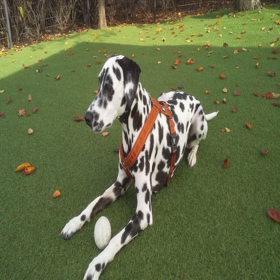 ダルメシアンを飼う5つの覚悟｜宮澤重夫 特殊災害防災アドバイザー
