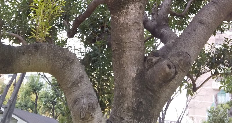 公園の木の幹が急に気になる かめのこたわし Note