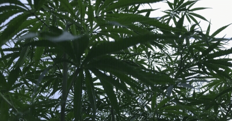 完全解説】アムウェイのCBDクリーム＆スプレー徹底ガイド｜kiyo