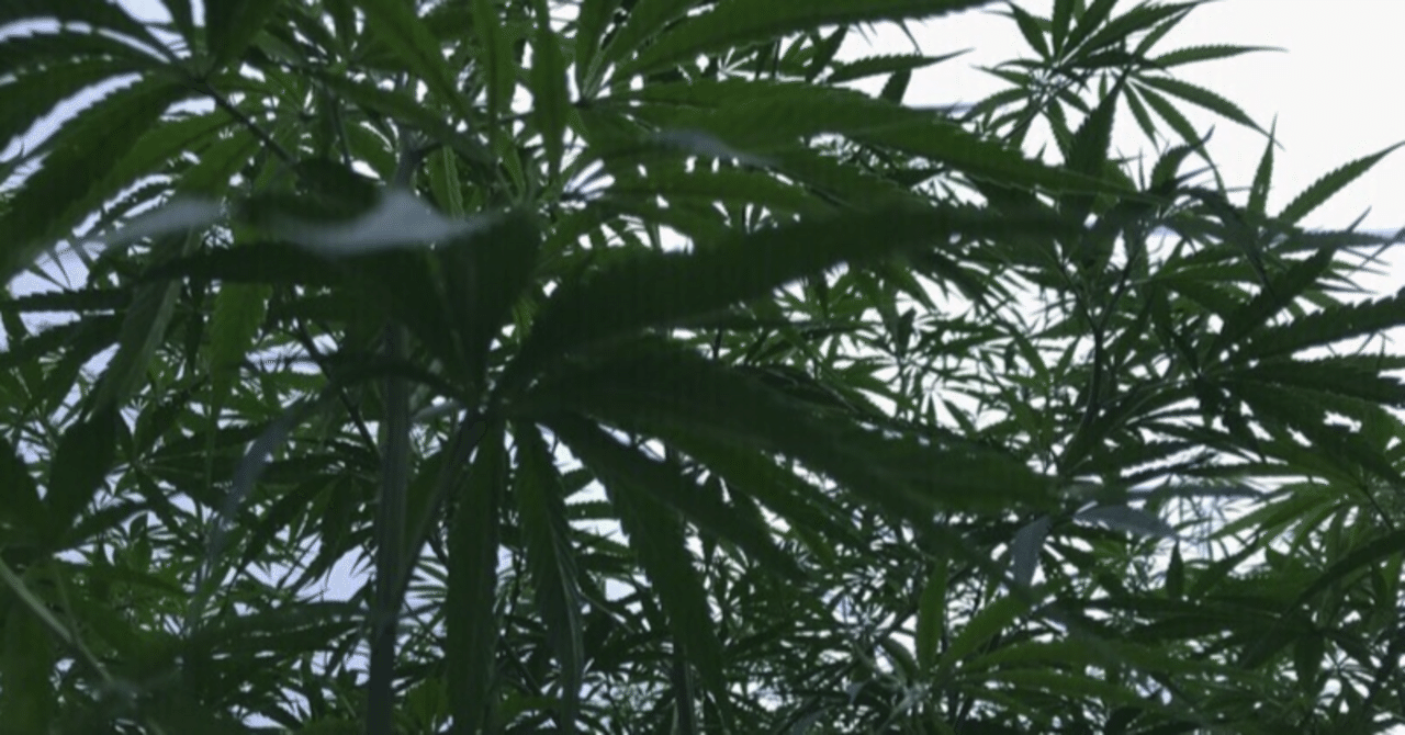 完全解説】アムウェイのCBDクリーム＆スプレー徹底ガイド｜kiyo