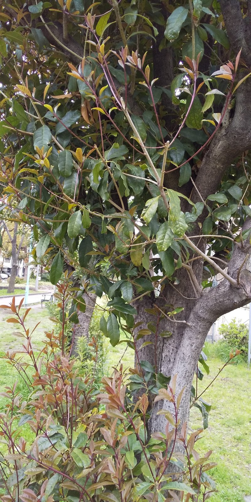 公園の木の幹が急に気になる かめのこたわし Note