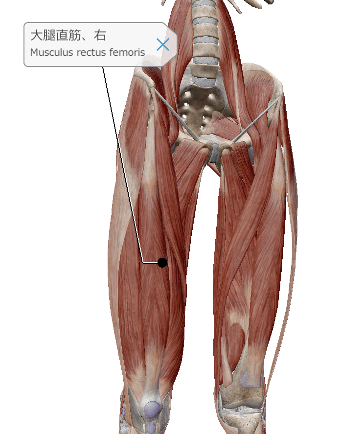 大腿直筋の機能解剖学 さかすけ Pt Note
