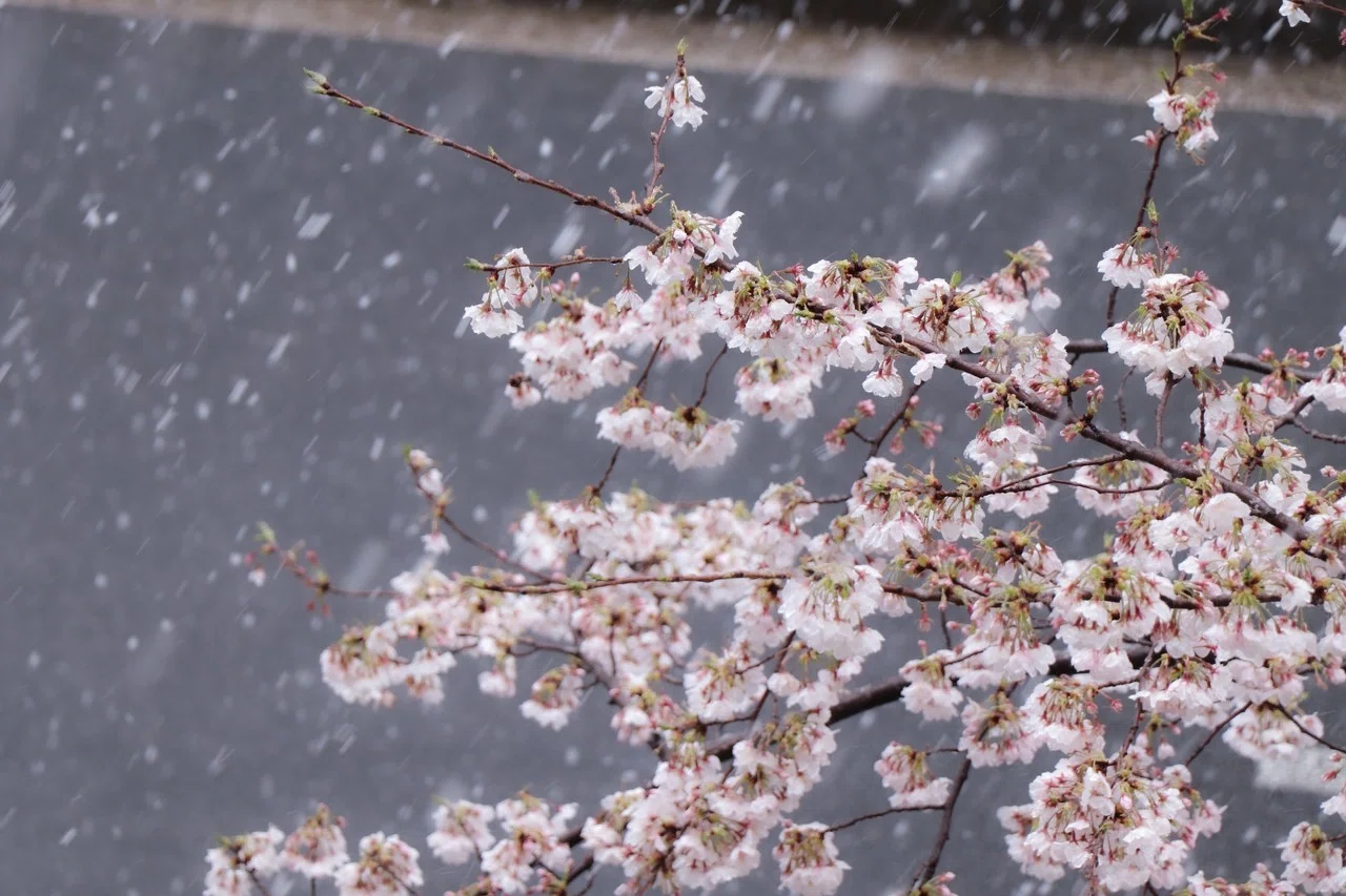 雪降る中で散る桜 小木曽一馬 Cloud Circus Note 雪降る中で散る桜 小木曽一馬 Cloud Circus Note