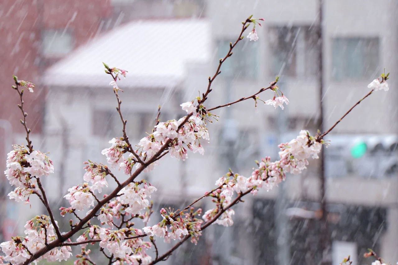 雪降る中で散る桜 小木曽一馬 Cloud Circus Note 雪降る中で散る桜 小木曽一馬 Cloud Circus Note
