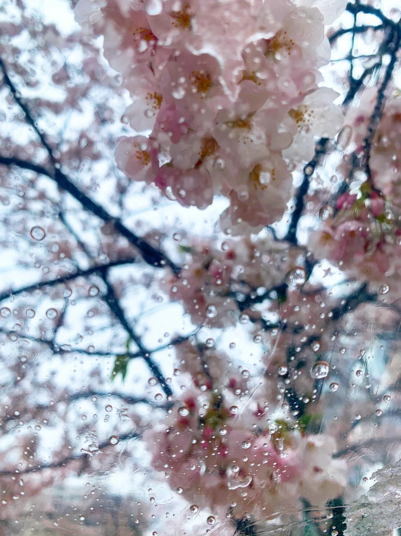雪と桜を撮りたかったけど寝坊して霙に Ayum Note 雪と桜を撮りたかったけど寝坊して霙に Ayum Note
